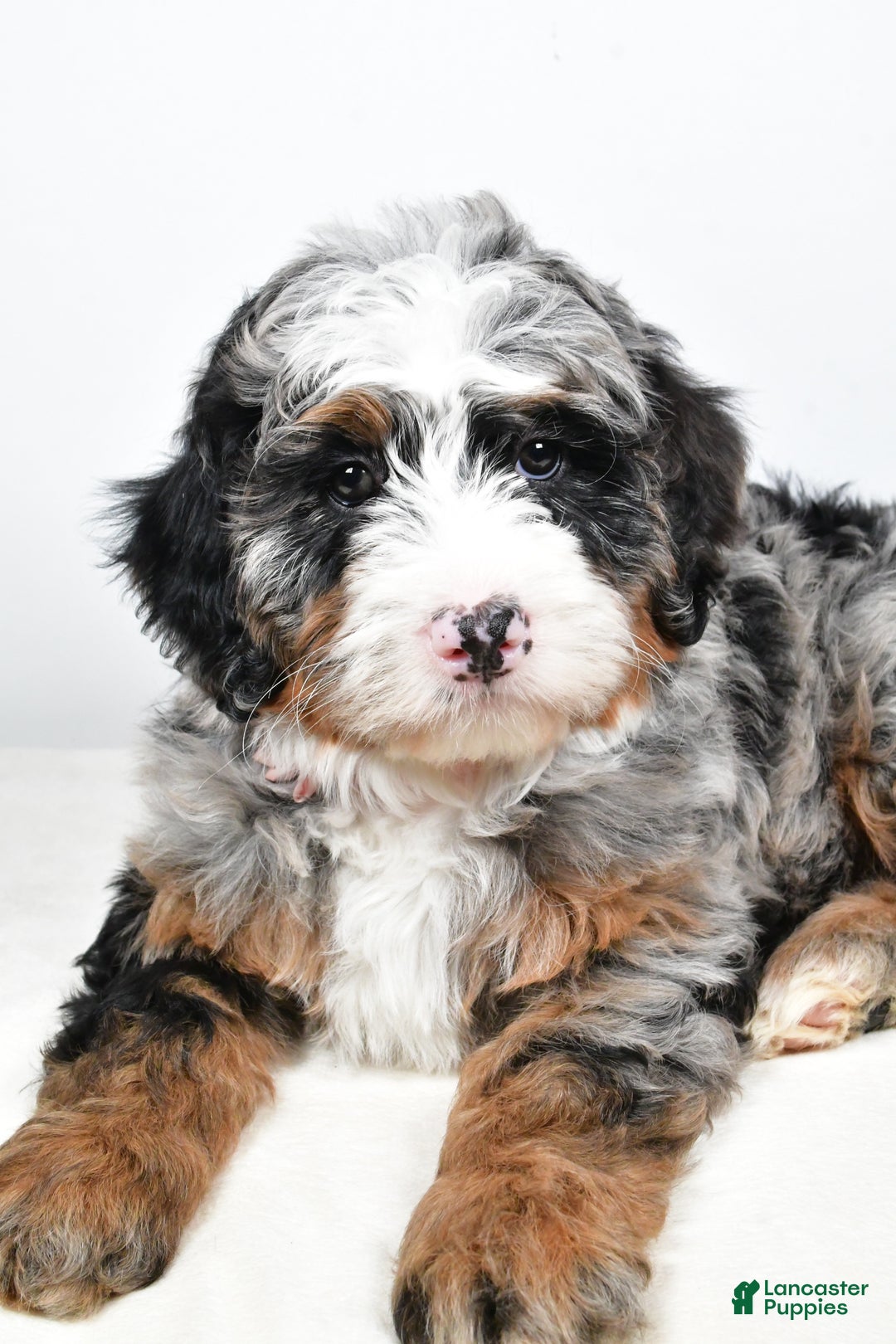 Mini Bernedoodle dogs for sale: Charlotte - Ad 3