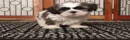 Shih Tzu dogs for sale: walis - Ad 3