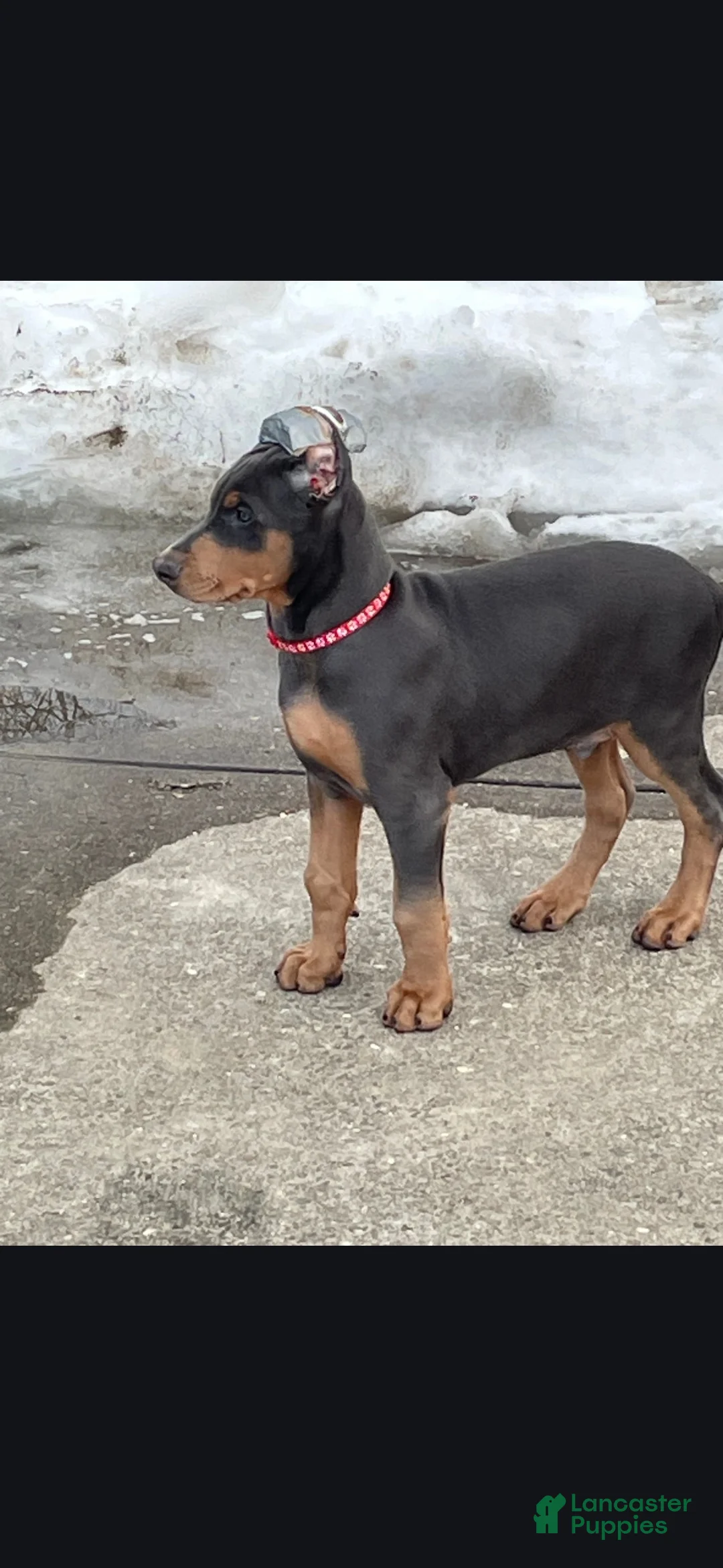 Doberman Pinscher dogs for sale: Blue Doberman Pinscher Puppy - Jett - Ad 5