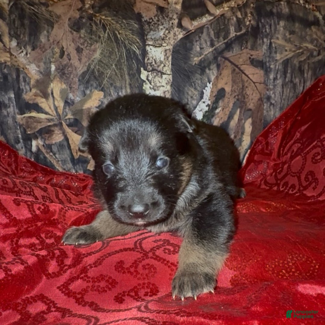 German Shepherd dogs for sale: SUPA - Ad 18