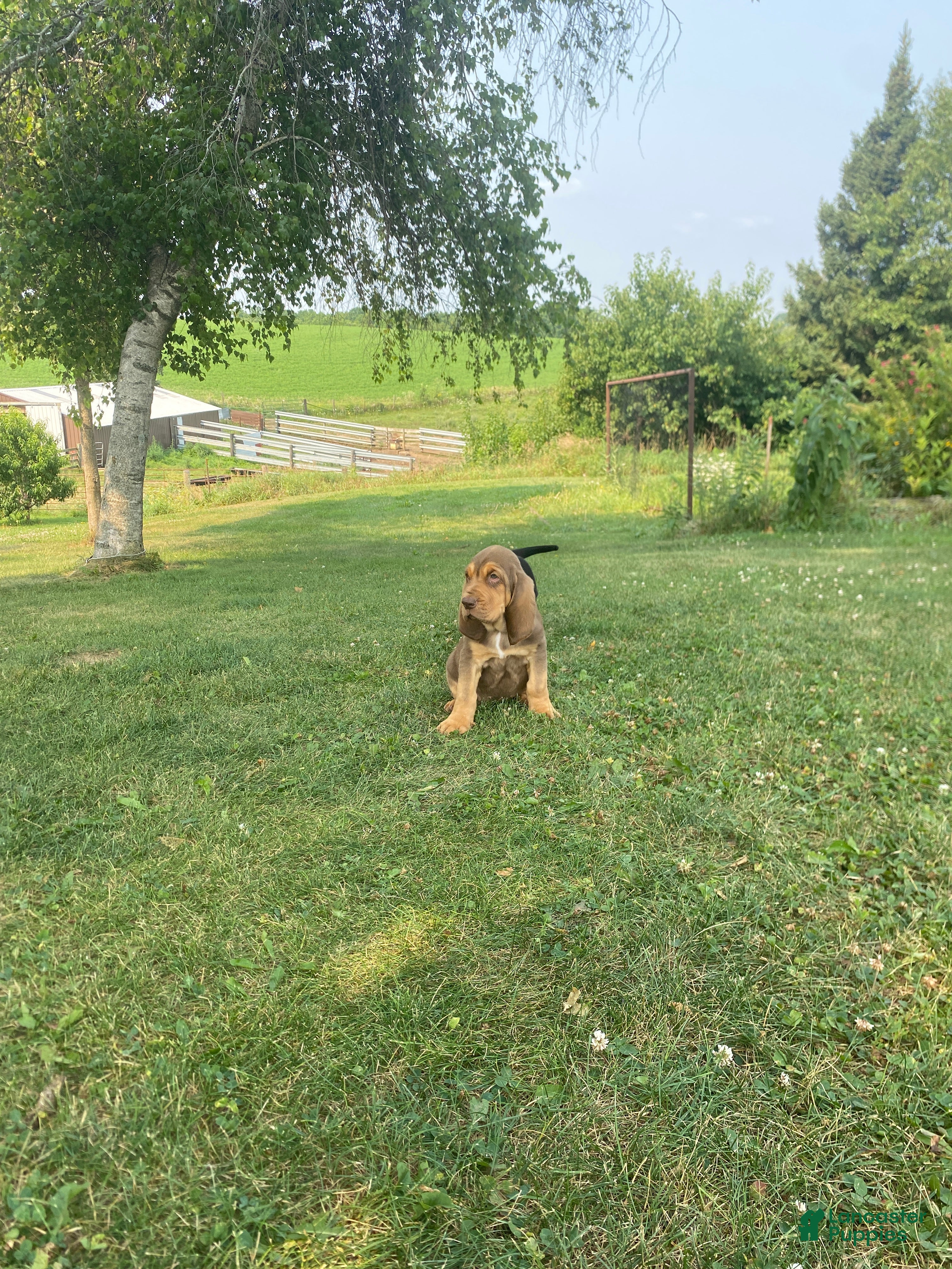 Bloodhound dogs Green Collar - Ad 3