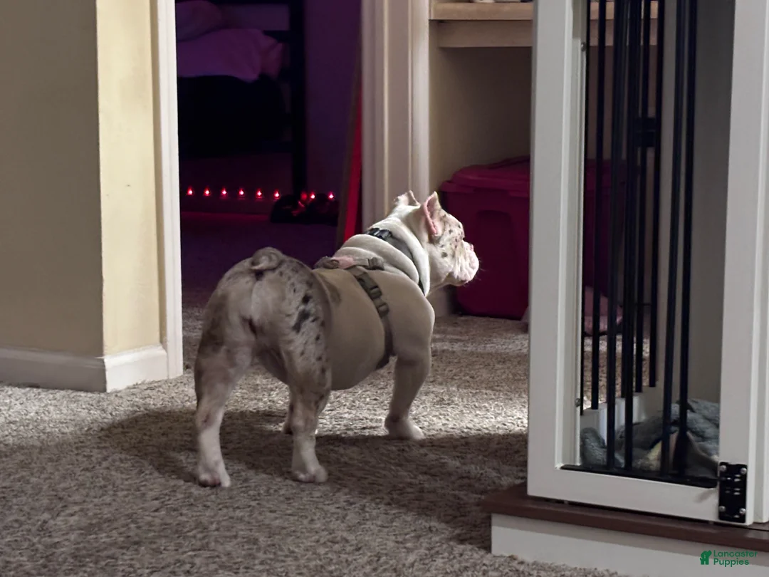 American Bully dogs for sale: American Bully Puppy 1 - Ad 2