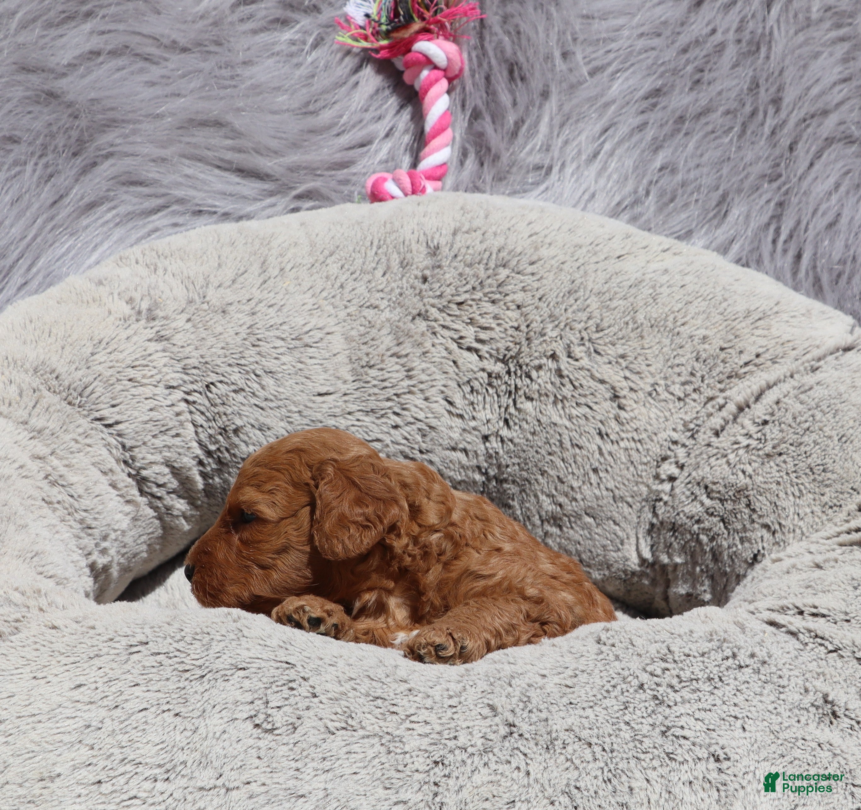 Mini Goldendoodle dogs Mia 🌷GenClearParents - Ad 2