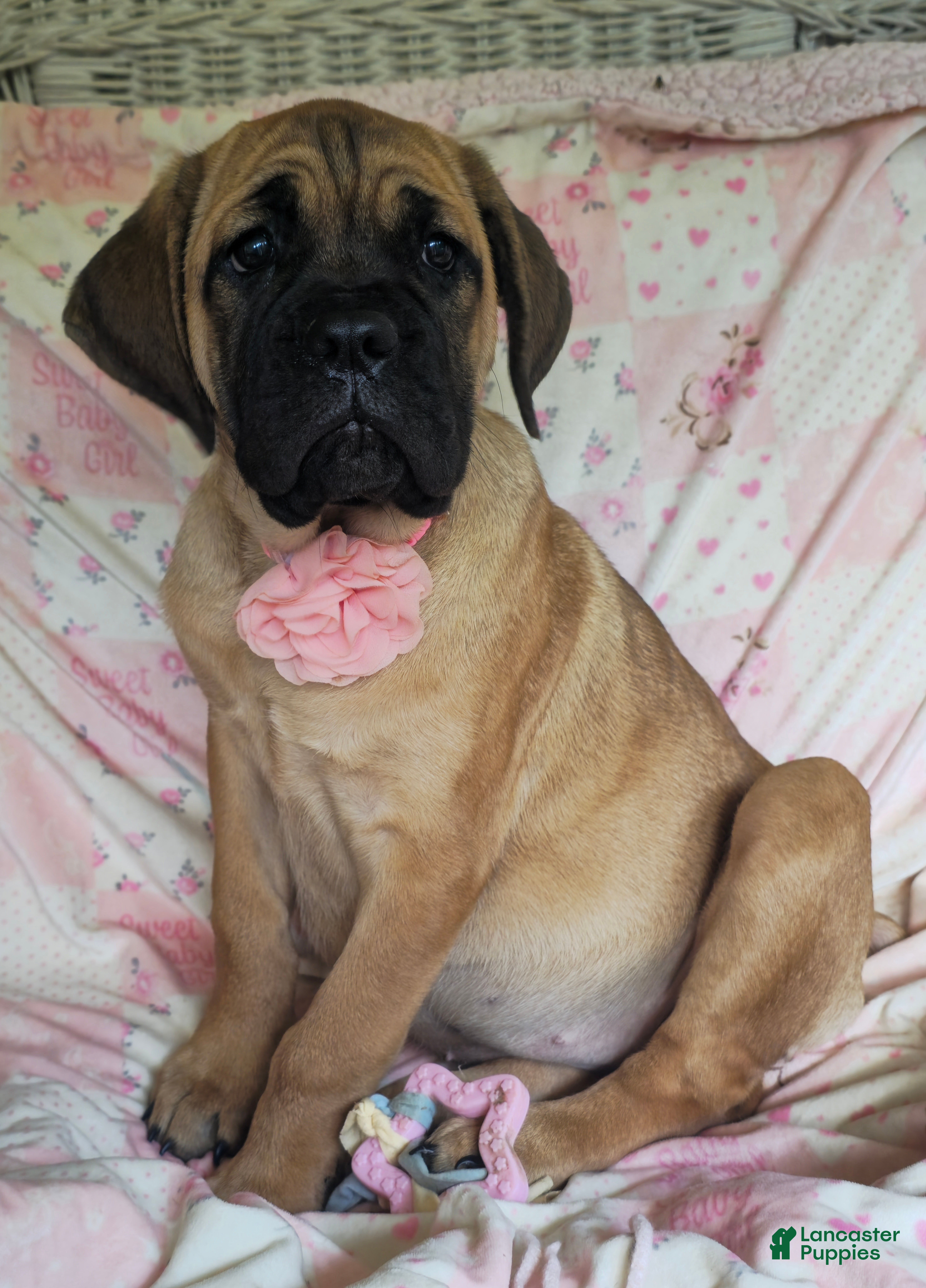 Cane Corso dogs Abby - Ad 1