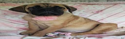 Cane Corso dogs for sale: Abby - Ad 1