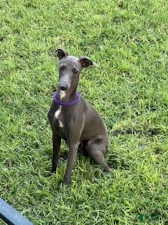 Italian Greyhound dogs Charlie - Ad 1