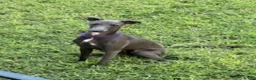 Italian Greyhound dogs for sale: Charlie - Ad 1