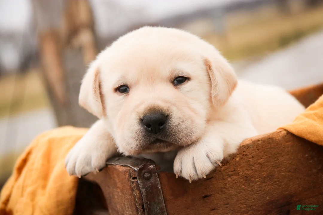 Labrador Retriever dogs for sale: Shiloh - Ad 1