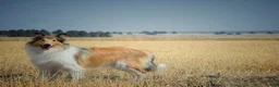 Collie dogs for sale: Henry - Ad 2