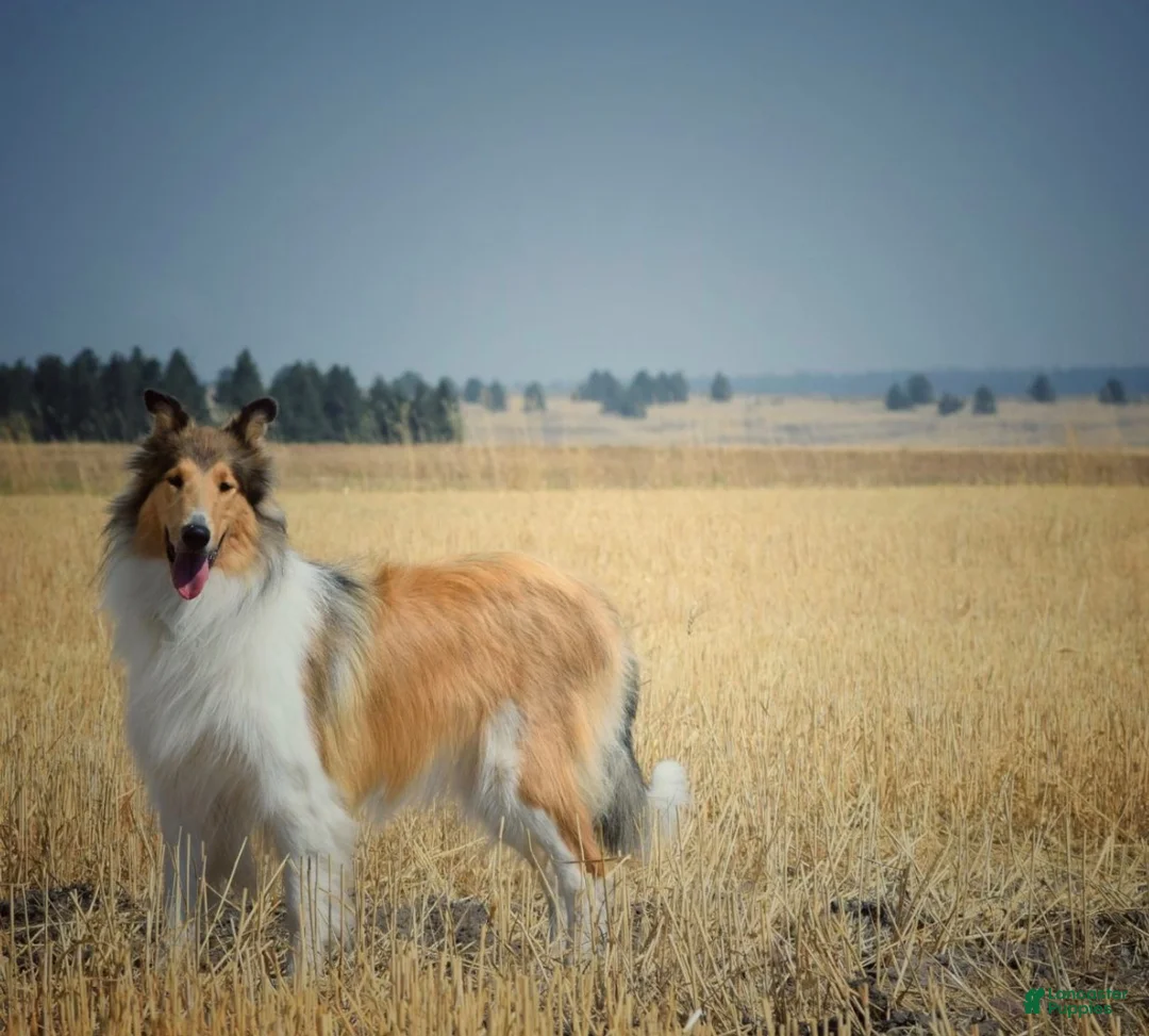 Collie dogs for sale: Henry - Ad 2