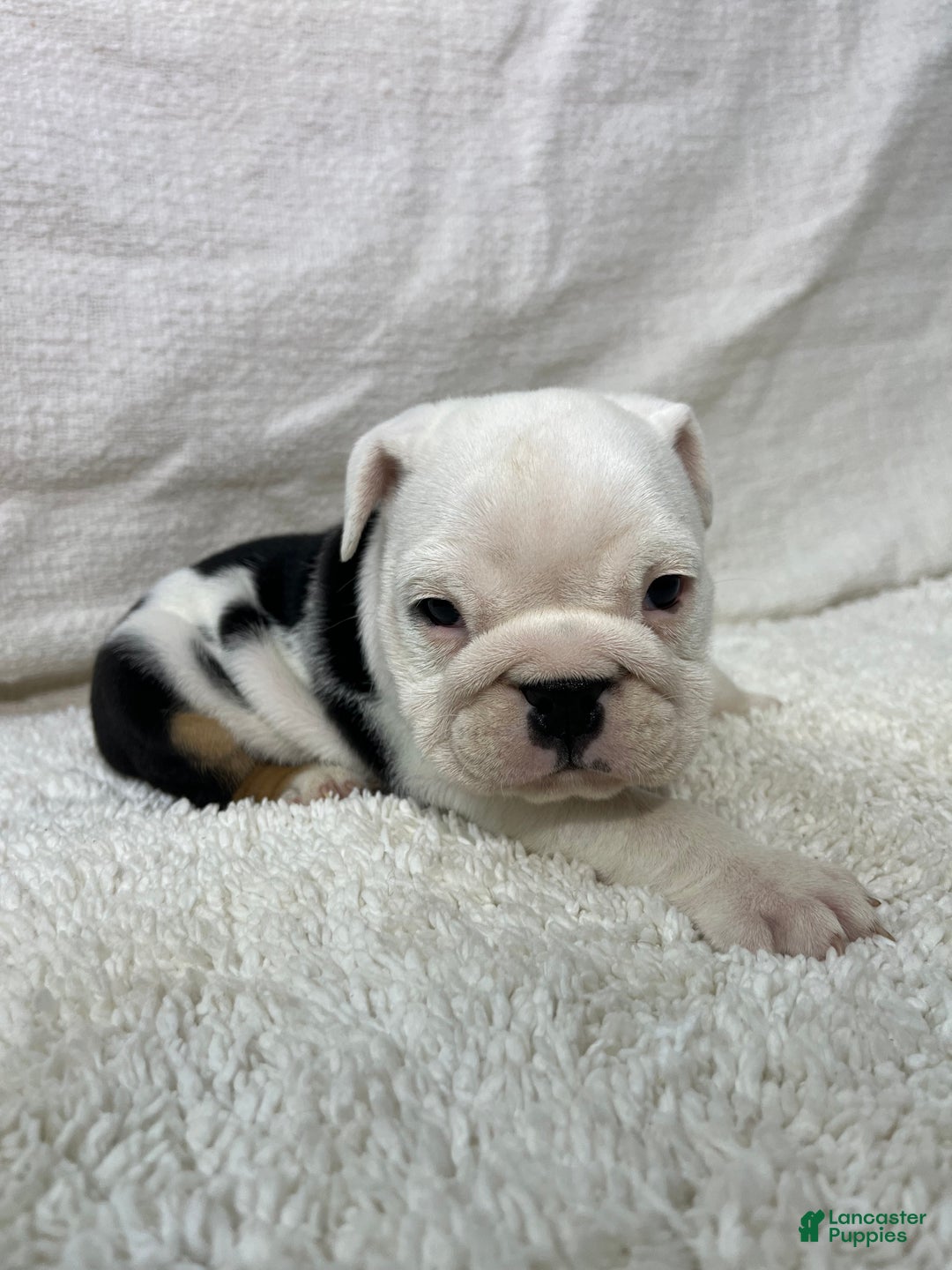 English Bulldog dogs for sale: Zoey - Ad 1