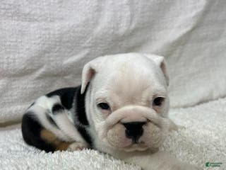 English Bulldog dogs Zoey - Ad 29