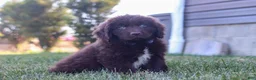 Newfoundland dogs for sale: Archie - Ad 5