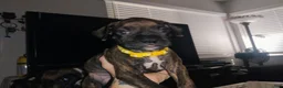 Boxer dogs for sale: Boxer 6 - Ad 6