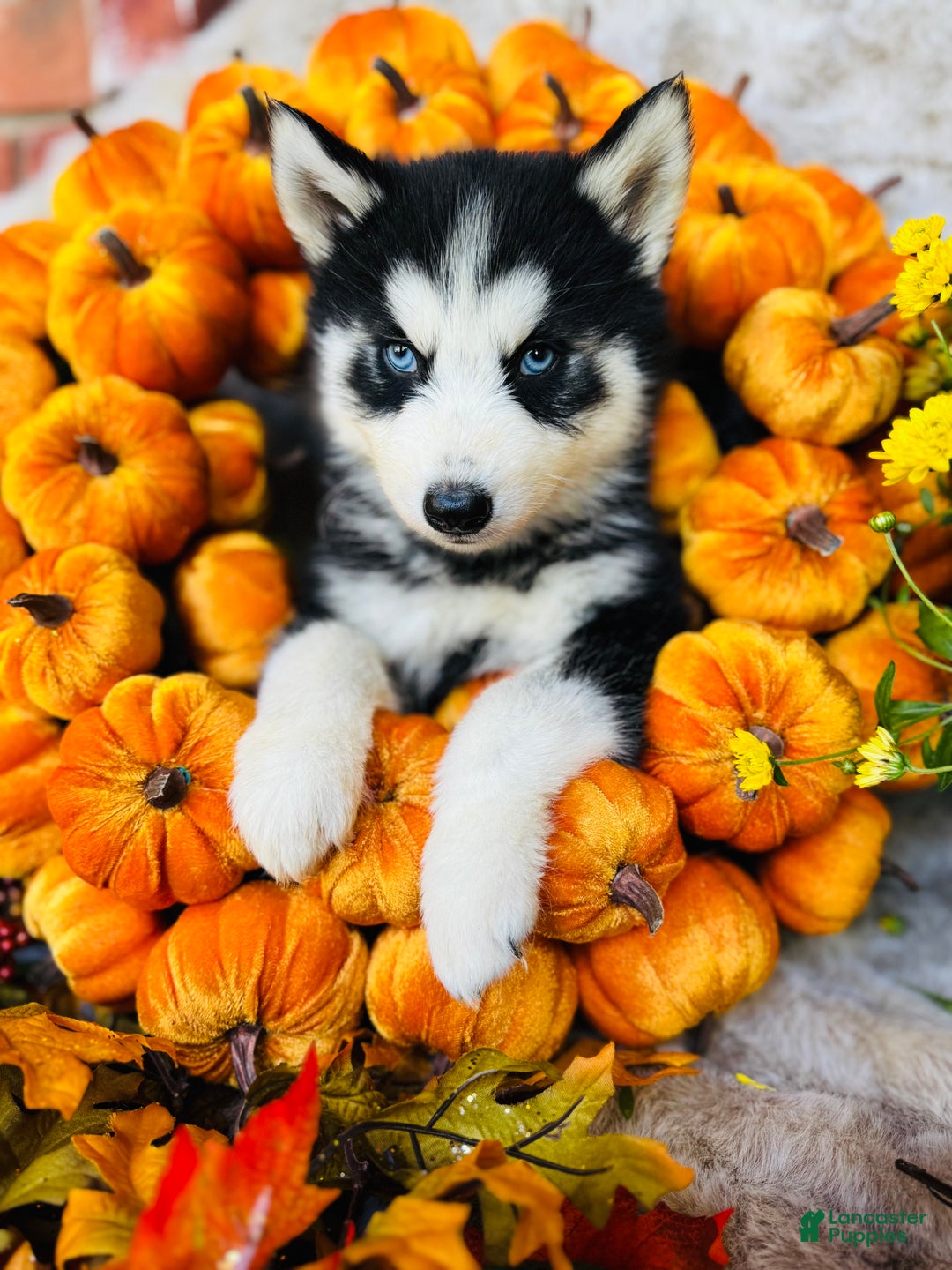 Siberian Husky dogs for sale: Siberian Husky Puppy 1 - Ad 4