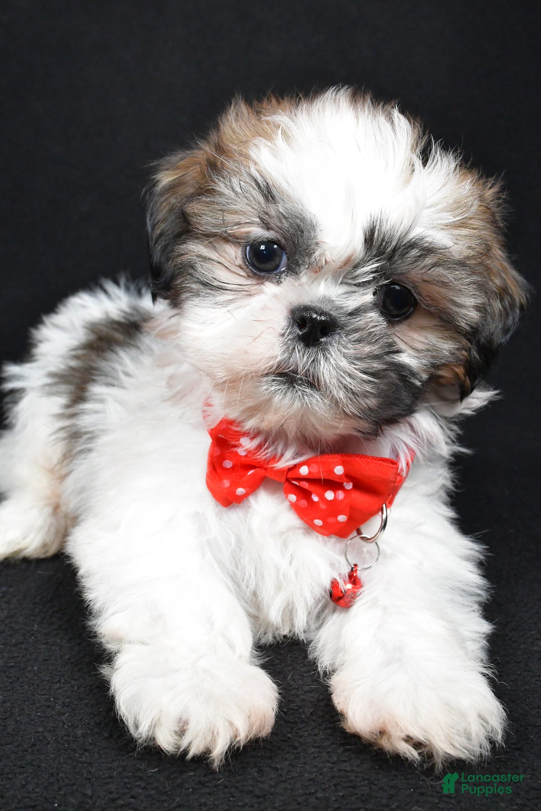 Shih Tzu dogs for sale: Kobe - Ad 6