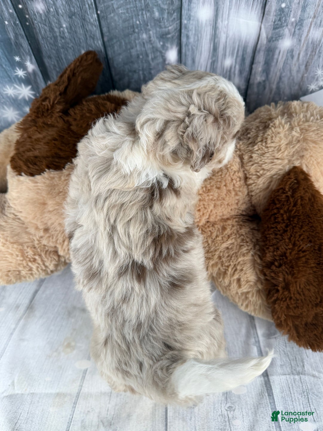 Aussiedoodle dogs for sale: Hendrik - Ad 6