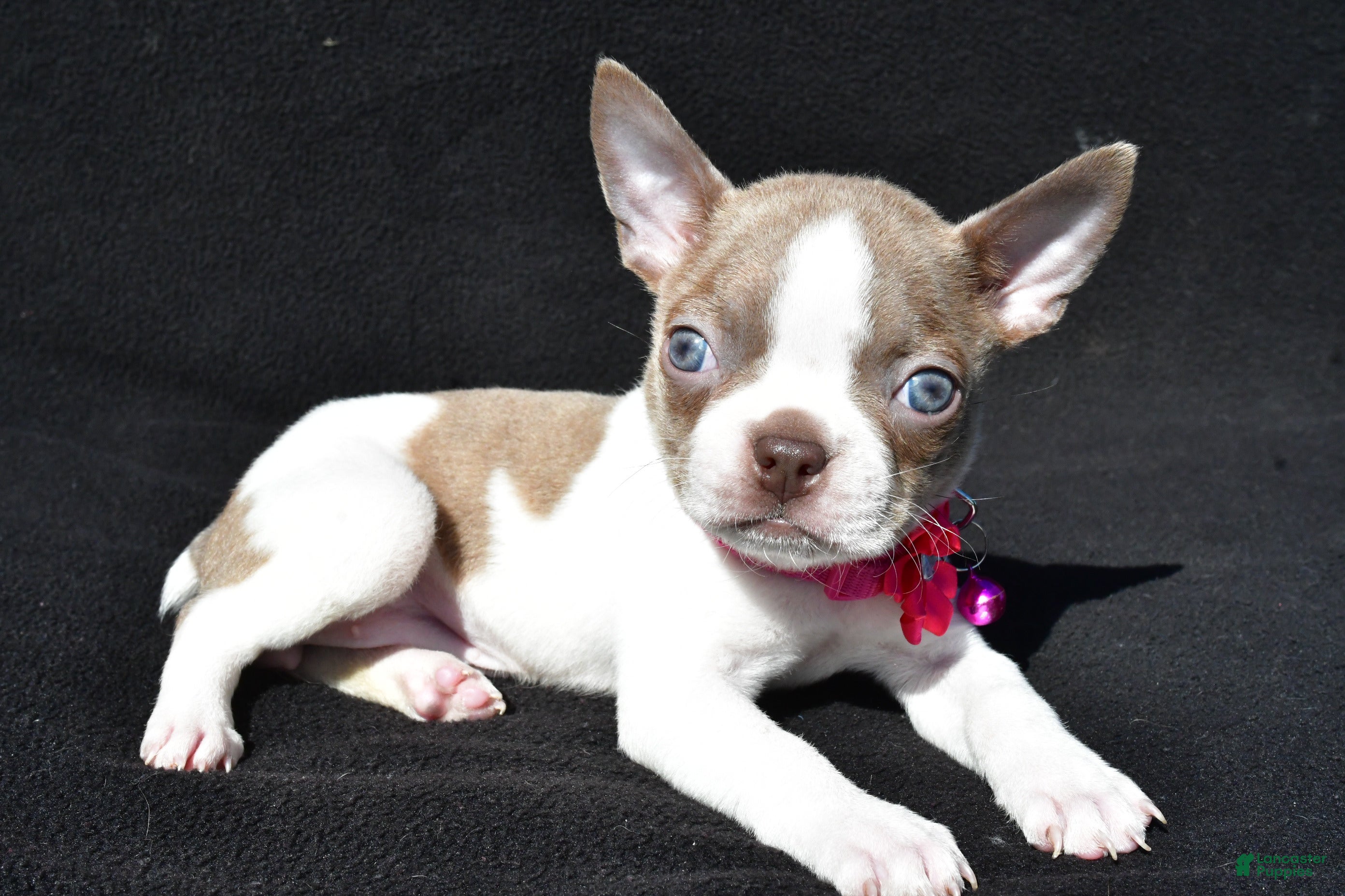 Boston Terrier dogs Tori - Ad 2