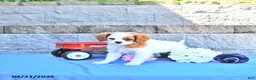 Cavapoo dogs for sale: Malia - Ad 4