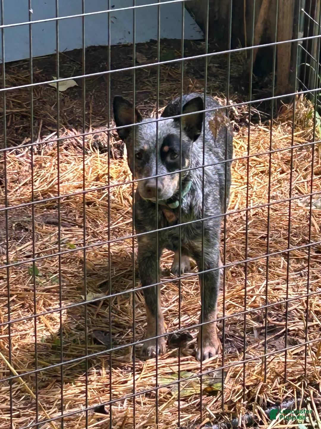Australian Cattle Dog dogs for sale: Australian Cattle Dog 3 - Ad 2