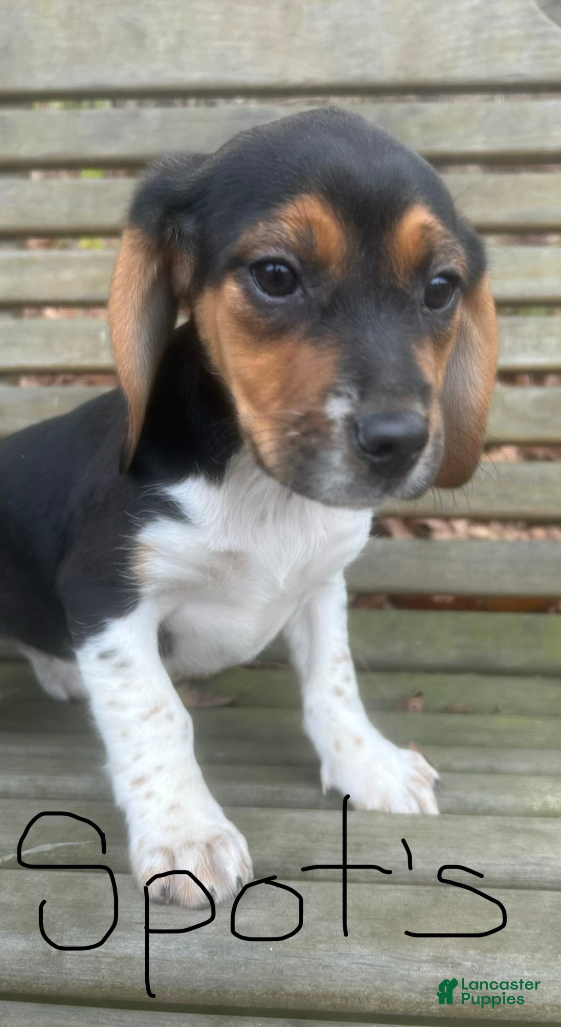 Beagle dogs Spots - Ad 40