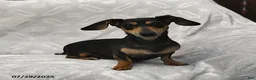 Miniature Dachshund dogs for sale: Macy - Ad 6