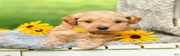 Cavapoo dogs for sale: Lemon - Ad 3