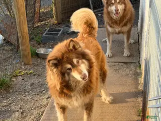 Alaskan Malamute dogs for sale: Alaskan Malamute Puppy 1 - Ad 3
