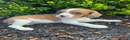 Mixed Breed dogs for sale: Tiffany - Ad 2