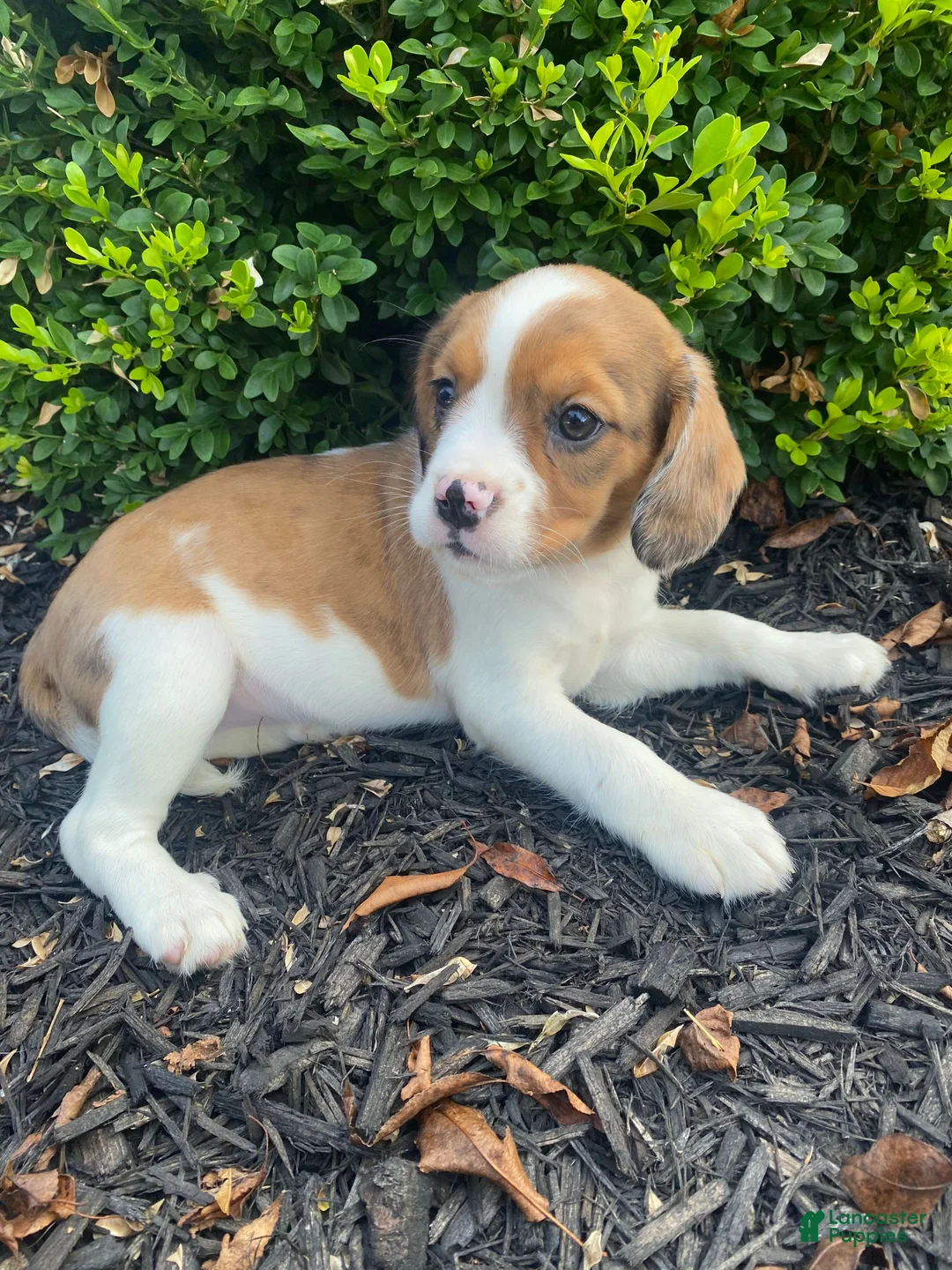 Mixed Breed dogs for sale: Tiffany - Ad 2