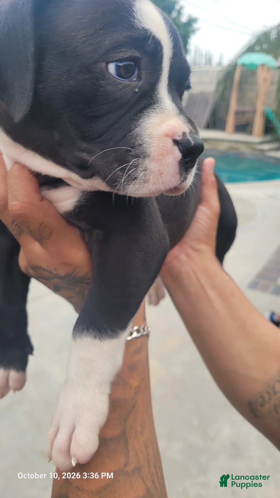 Mixed Breed dogs for sale: Mixed Breed 5 - Ad 2