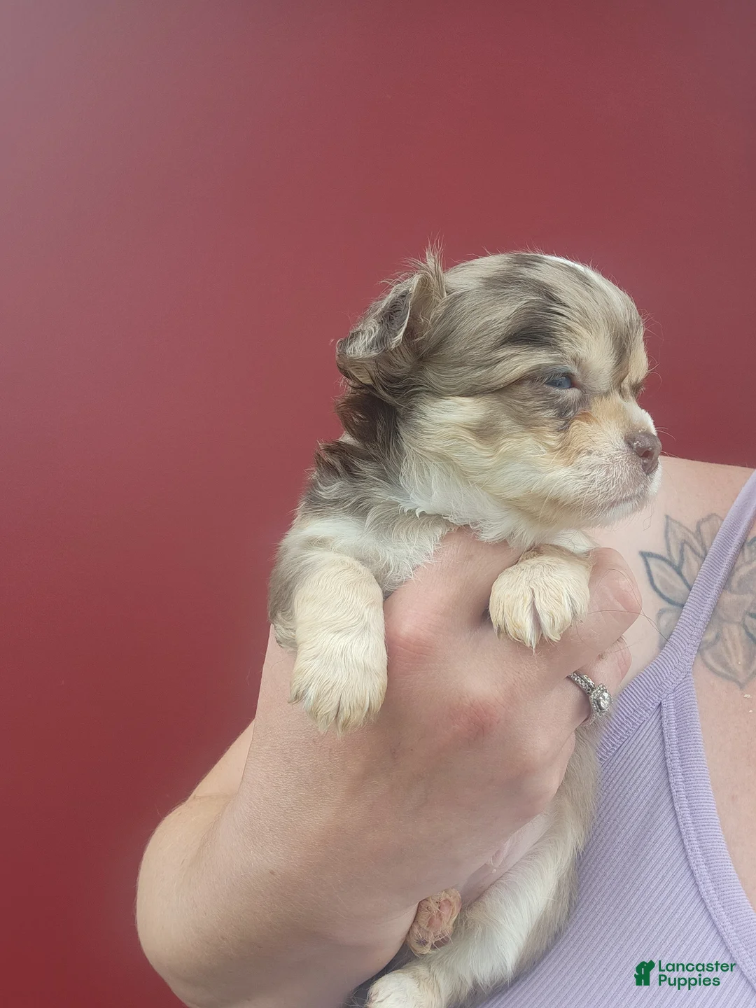 Chihuahua dogs for sale: Timber - Ad 2