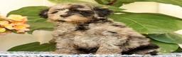Mini Goldendoodle dogs for sale: Carter - Ad 4