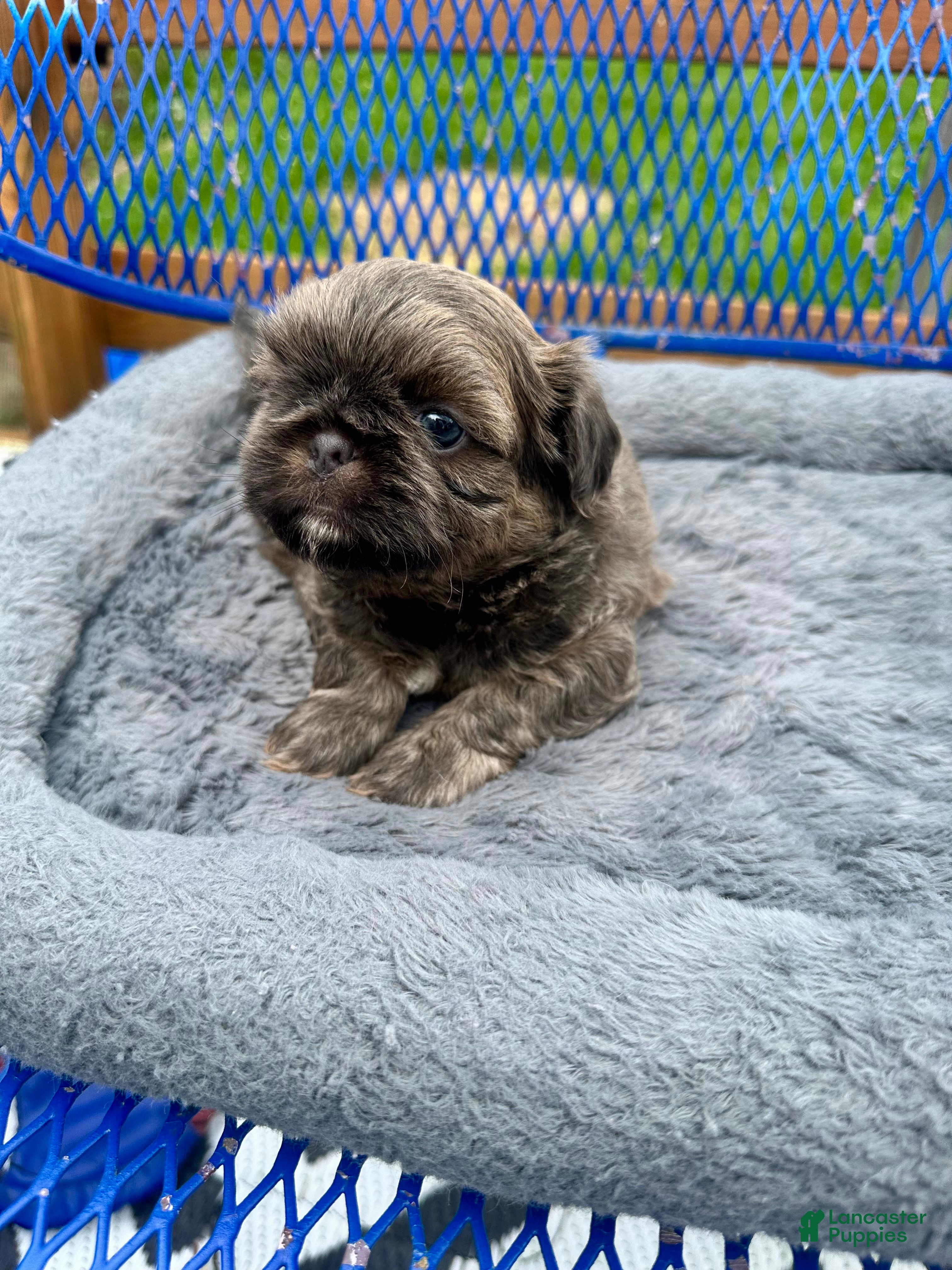 Shih Tzu dogs for sale: Shih Tzu Puppy 2 - Ad 2