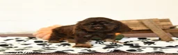 Cocker Spaniel dogs for sale: Willow - Ad 3