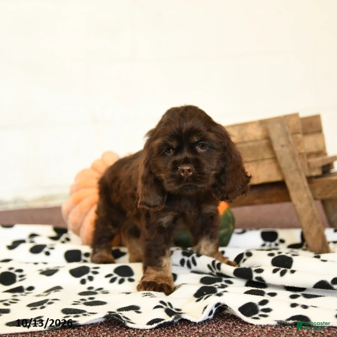Cocker Spaniel dogs for sale: Willow - Ad 3
