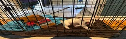 Chihuahua dogs for sale: Charlie - Ad 4