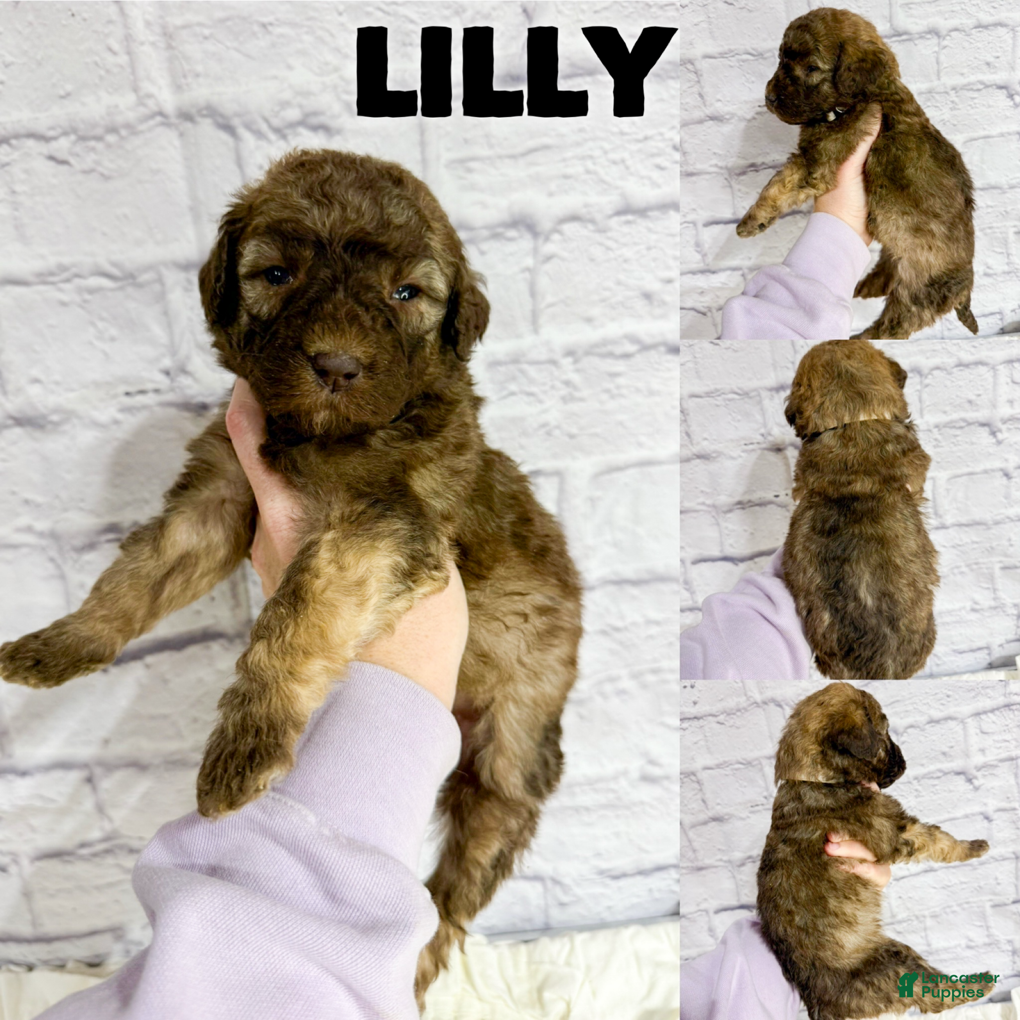 Saint Berdoodles dogs Lilly - Standard F1b - Ad 5