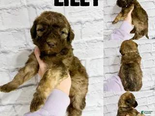 Saint Berdoodles dogs Lilly - Standard F1b - Ad 12