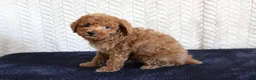 Toy Poodle dogs for sale: Sailor - Ad 3