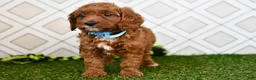 Cavapoo dogs for sale: Wade - Ad 4