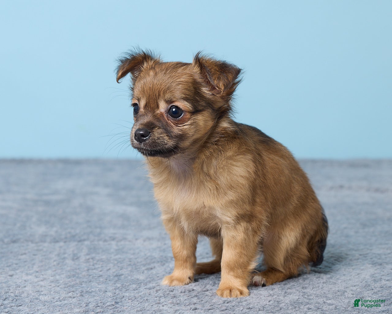 Chihuahua dogs Shelly - Ad 2