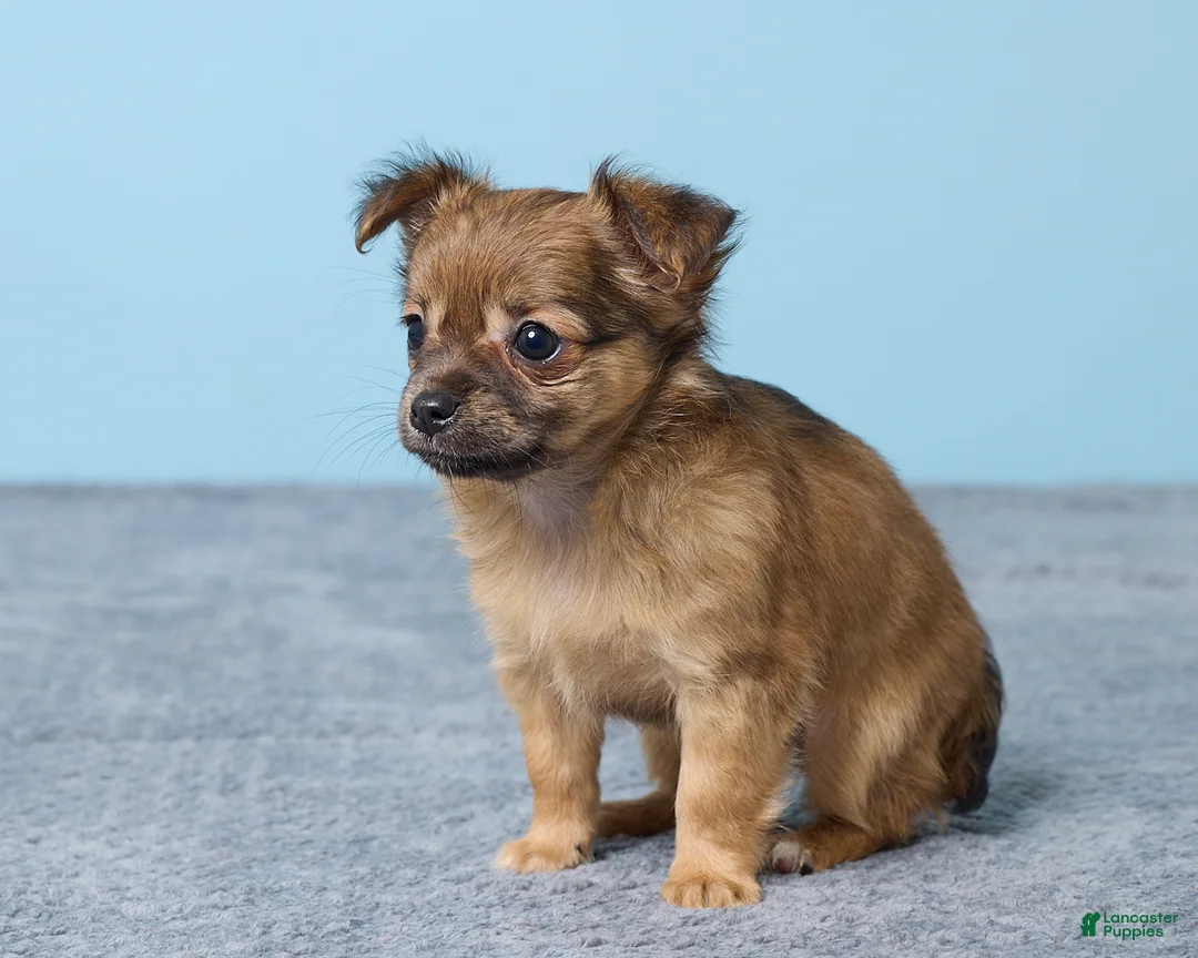 Chihuahua dogs for sale: Shelly - Ad 2