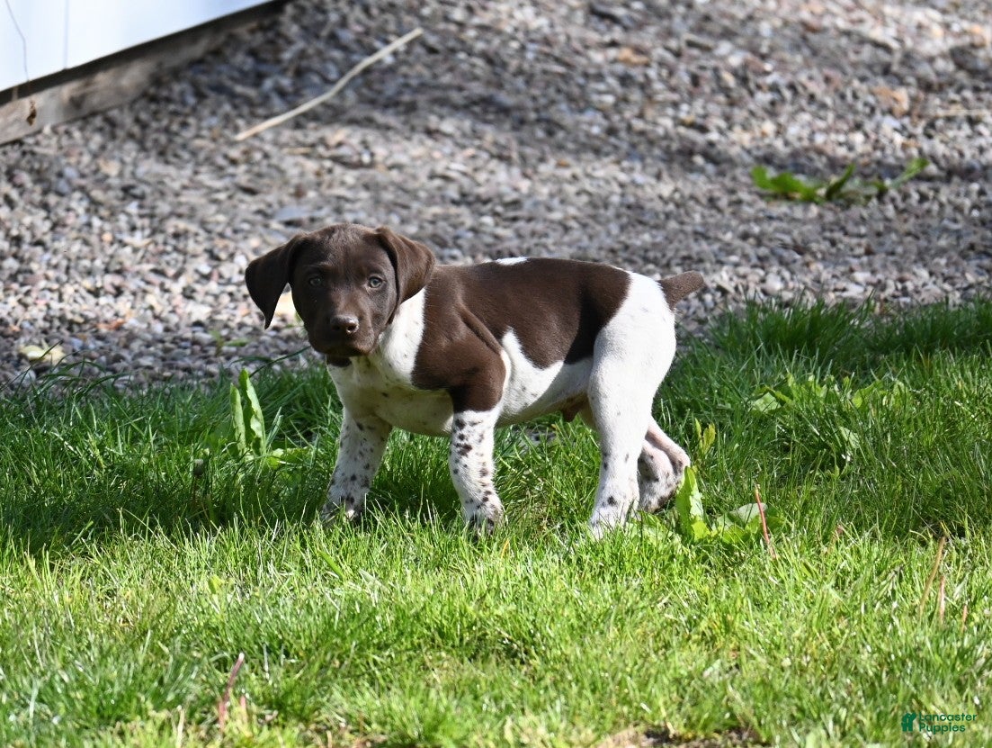 German Shorthaired Pointer dogs Bingo - Ad 13