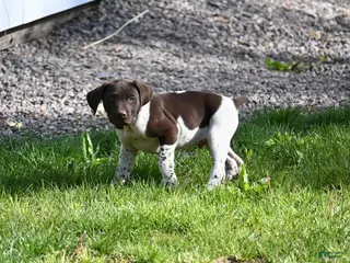German Shorthaired Pointer dogs Bingo - Ad 4