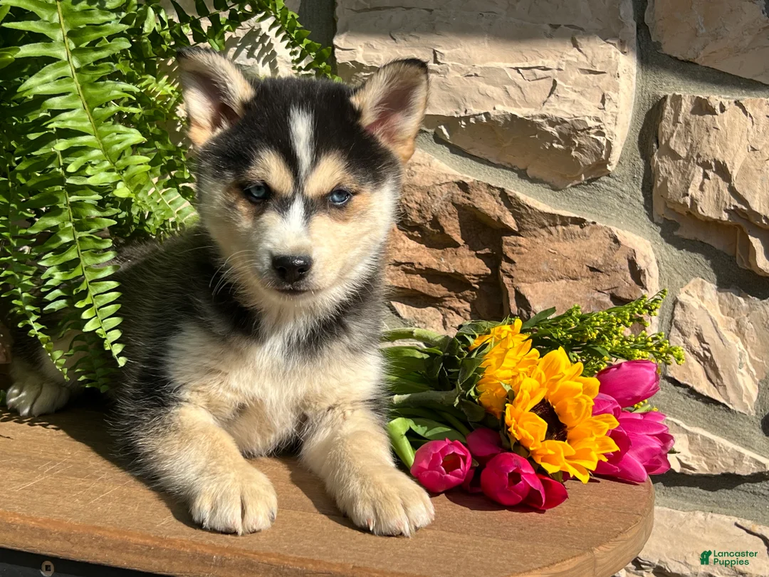Pomsky dogs for sale: Bailey - Ad 1