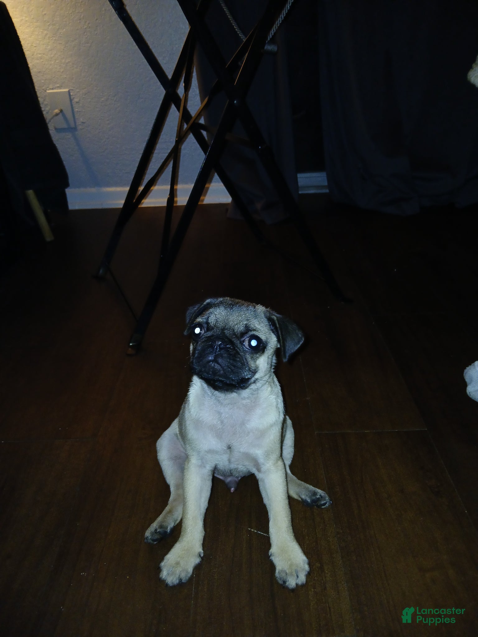 Pug dogs Pug Puppy 1 - Ad 7