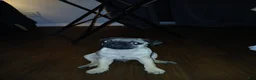 Pug dogs for sale: Pug Puppy 1 - Ad 1