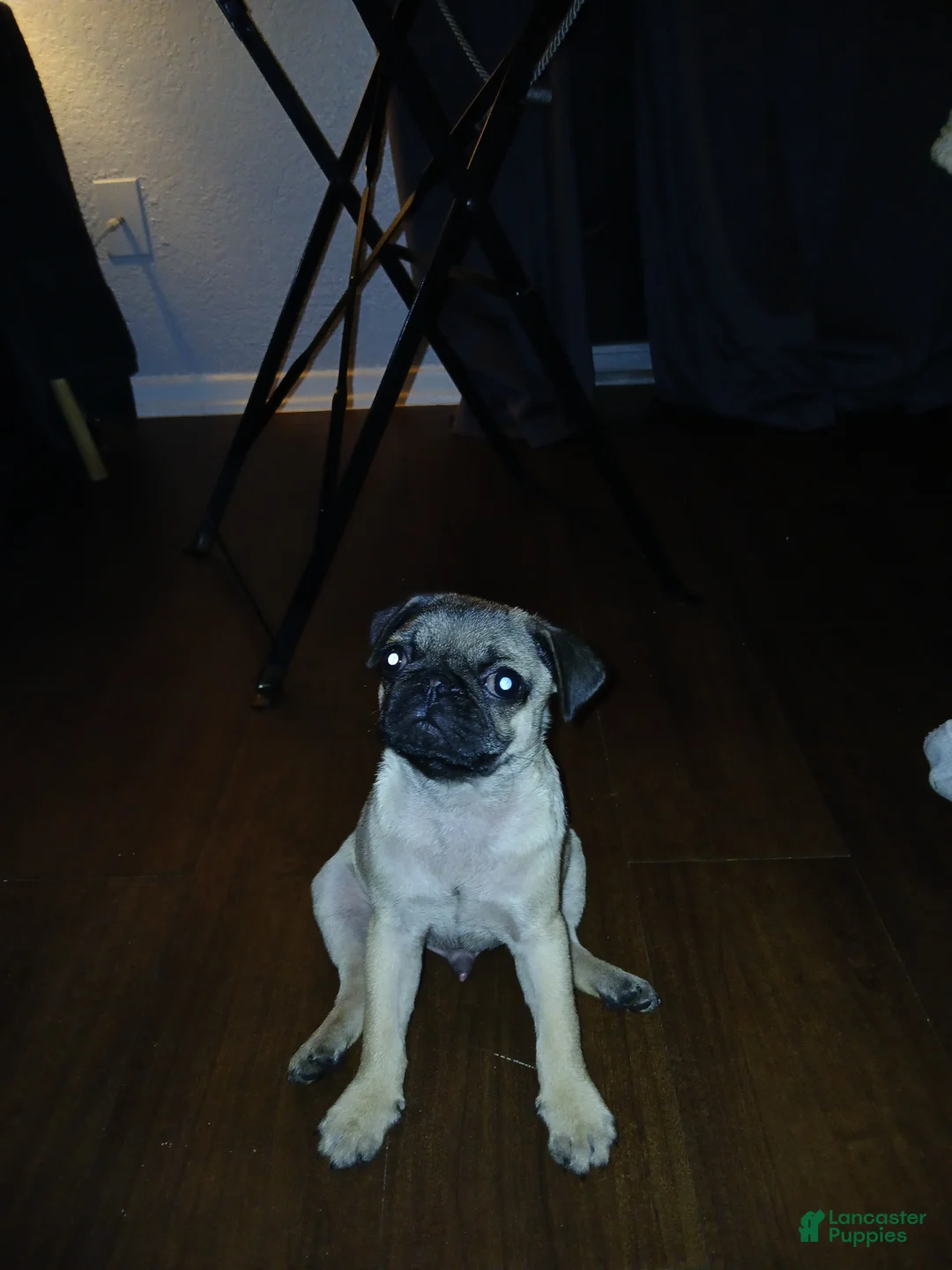 Pug dogs for sale: Pug Puppy 1 - Ad 1