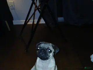 Pug dogs Pug Puppy 1 - Ad 7